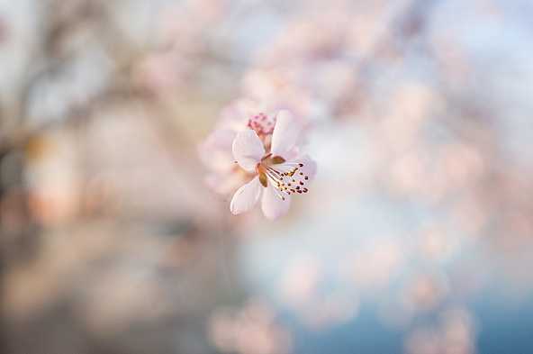 春季摄影七招巧拍树上花实例教程