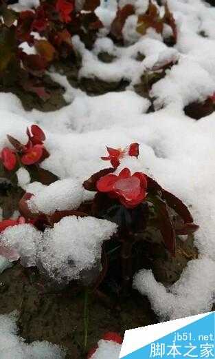 用手机怎么拍出好看的2015冬雪?